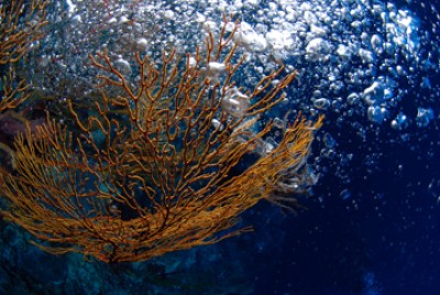 DSC_0005n1.jpg
