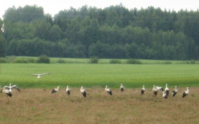 IMG_2061.jpg