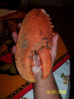 lobster_english_channel.JPG
