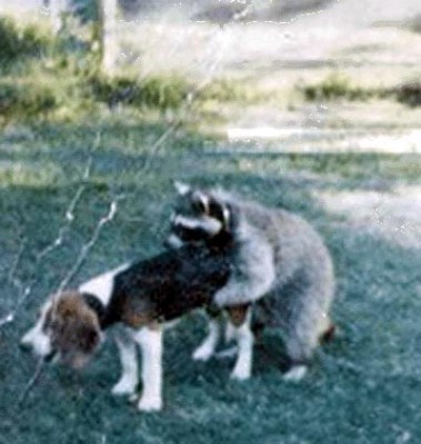 raccoon.jpg