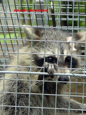 Raccoon removal from attic - Dunwoody.jpg