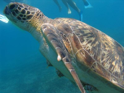 turtle_2.JPG
