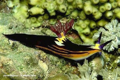Nembrotha_megalocera_09.jpg