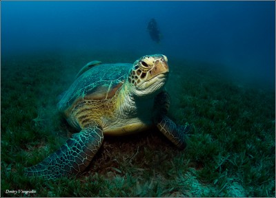 Turtle-VVA_0018-850-247.jpg