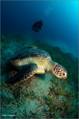 Turtle-VVA_0057-800-195.jpg