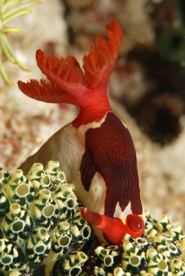 DSC_0083n1.jpg