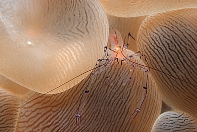 DSC_0058n1.jpg