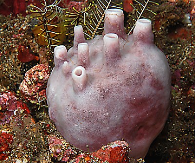 DSC_0049n1.jpg