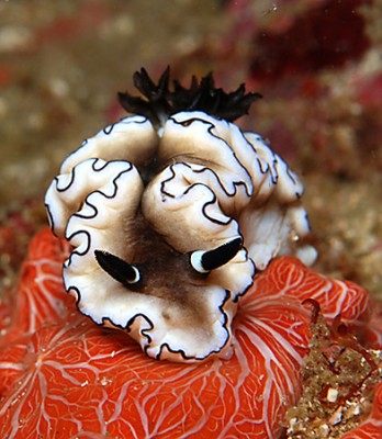 DSC_0046n1.jpg