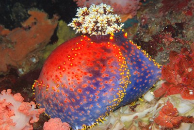 DSC_0098n1.jpg