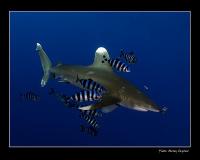 Shark.jpg