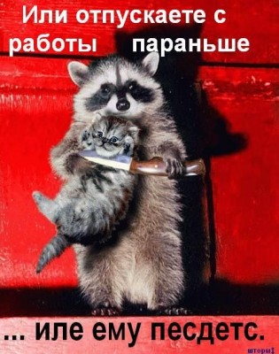 енот2.jpg