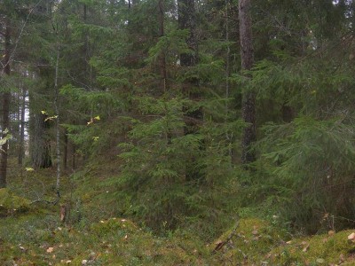 forest.JPG