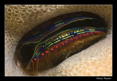 Corall scallop.jpg