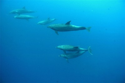 dolphin-richard.jpg